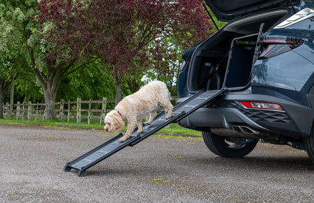 Découvrez notre nouvelle Dog Ramp !