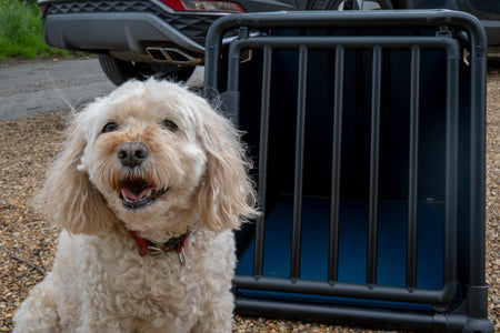 Warum eine crashgetestete Hundebox so wichtig ist