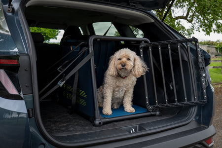 Découvrez la cage pour chien Travall – une protection renforcée en cas de collision pour votre chien.